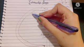 Intercostal Nerve | Concept of Spinal Nerves Cleared | Origin, Course, Termination, Branches