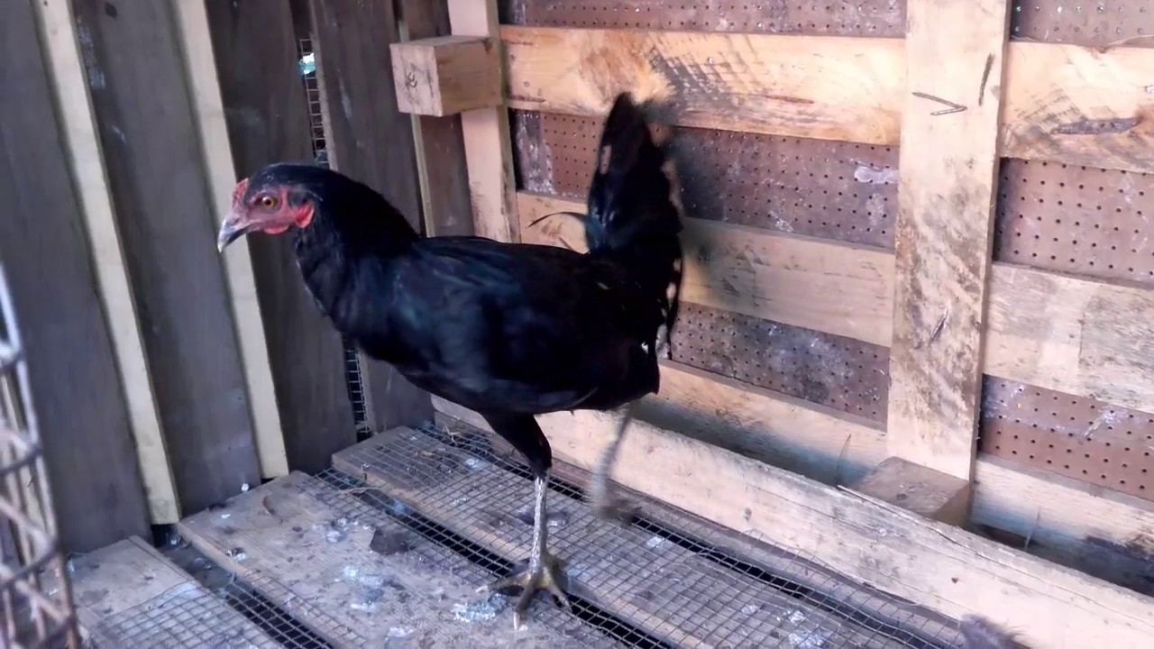 los pollos x islide los pollos x islide