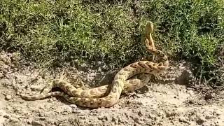 Rare Sighting Snakes Mating