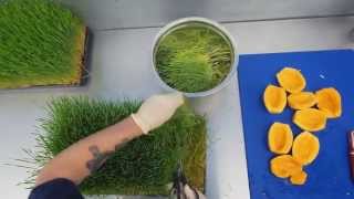 Our Values are in our Products: Freshest Cosmetics Profile