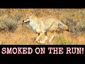 Epic daytime coyote hunting nine down  65 creedmoor ar10 