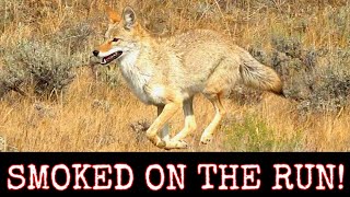 Epic Daytime Coyote Hunting~ Nine Down~ ( 6.5 Creedmoor AR10 )