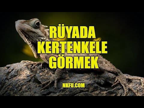 Rüyada Kertenkele Görmek Ne Anlama Gelir? Öldürmek, Isırması, Yemek