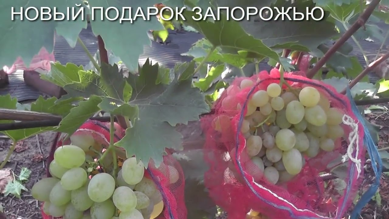 25 г.Подарок Несветая, Пегас, Новый Подарок Запорожью,Тройка,Подарок брату, Гранд Хопер, Артек.