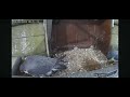 How is the egg doing  wakefield peregrines