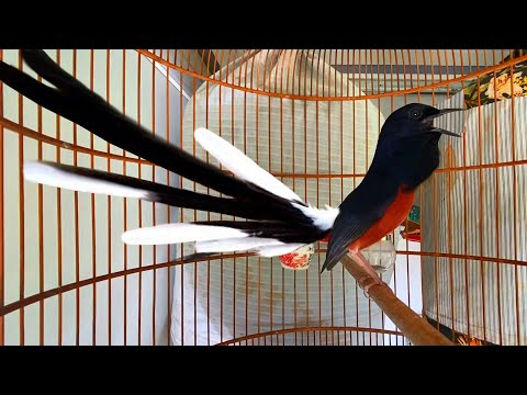 Video Chòe lửa kích lửa cực sung ,tạch liên tục đập đuôi... - youtube