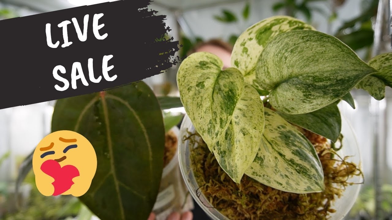 Przygotowujemy się do LIVE z Indonezji | Jak kupować rośliny na live?