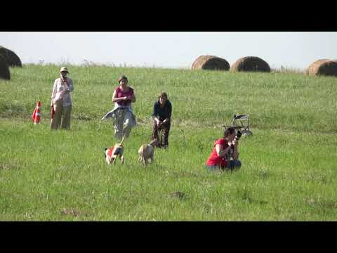 Ирландский волкодав, Слюги, Русская Псовая Борзая. CACIL-ЧРКФ, Русский простор 2020.