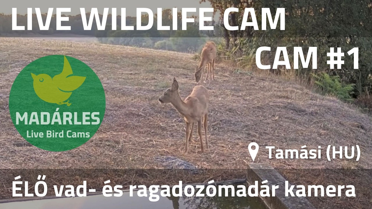 Wildlife Cam #1 – Tamási, Hungary — Tamási, Tolna live camera thumbnail