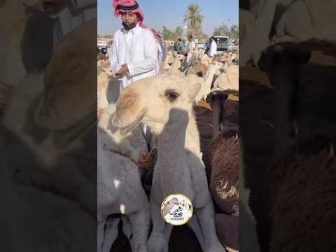 حشو قصب ٦ بحراج ابو مشعل بيعت ب٩٦٠٠ويفرد منها واحد ٣٦ الف ورفض البيع