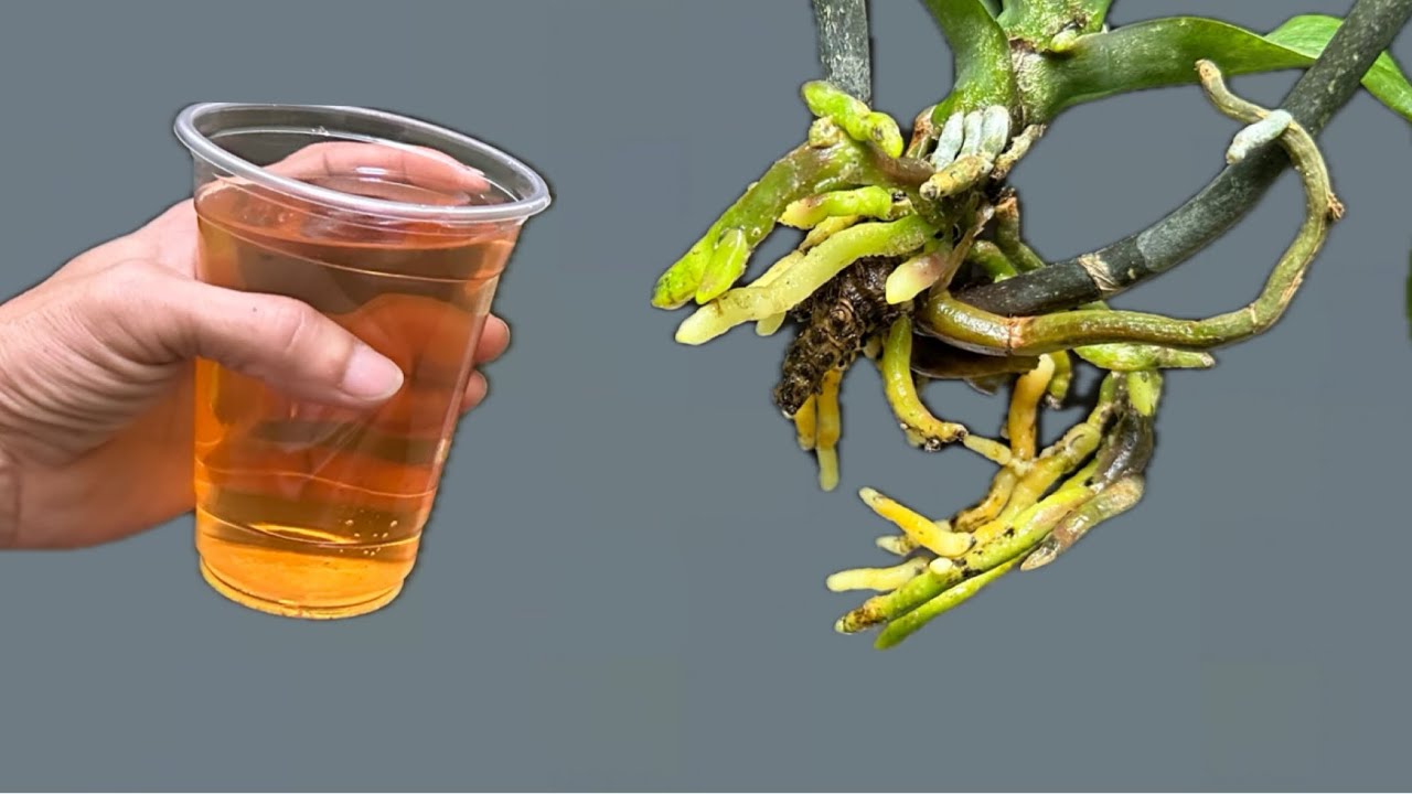 Многие об этом не знают! Даже самые слабые орхидеи могут таким способом полностью укорениться.