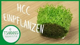 Kubaperlkraut / HCC GANZ EINFACH einpflanzen