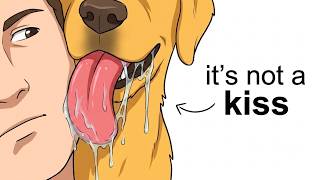 Why Your Dog Licks You? (The Science Behind It)