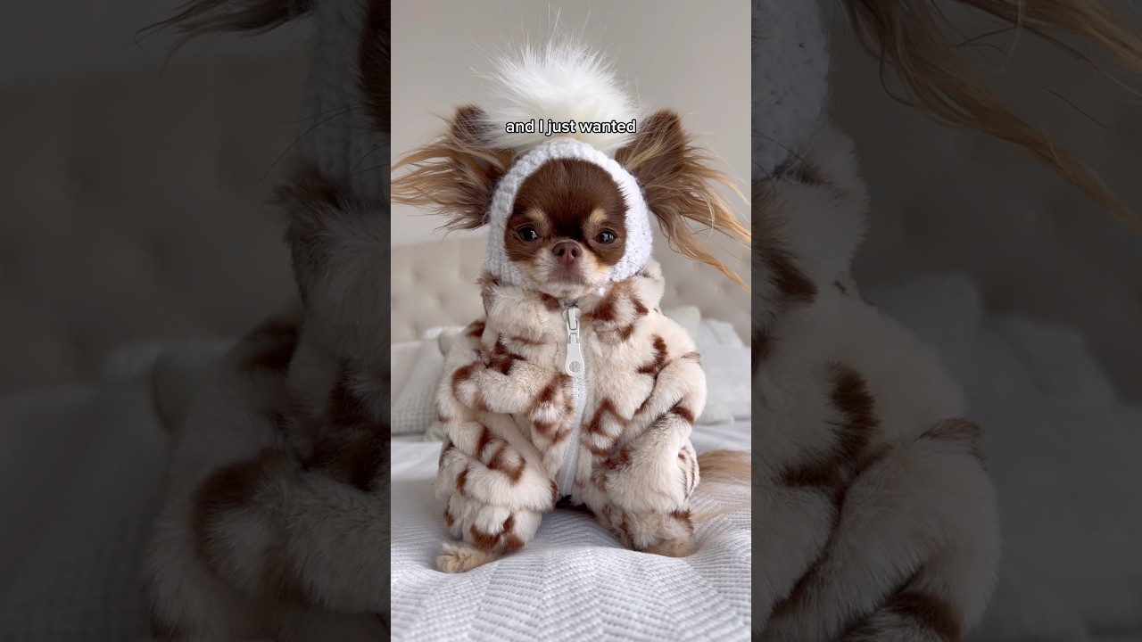 Dog’s Sweaters Will Crack You Up 🤣 Which one is your fave? 🤭