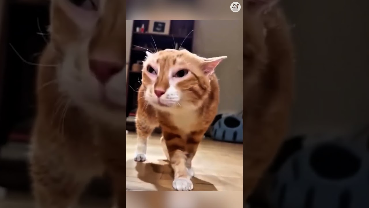 Попробуй не засмеяться! Подборка смешных и милых видео с кошками. 43 