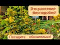 Магония. Лучшие многолетники для сада. Вечнозелёная, шикарно цветущая красавица.