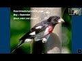 105 Backyard bird feeding