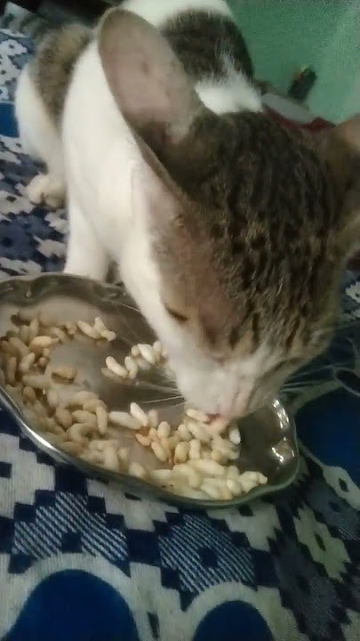 #cat #cute #funny #kitten#adoreble #cutecat #adorably#cuteanimal #simmba #catcat #like #viral #reels