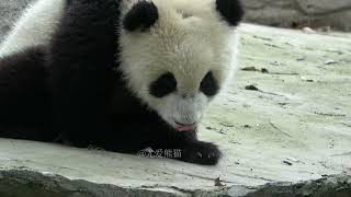 #大熊猫冉冉仔2024.4.26可爱的熊猫宝宝