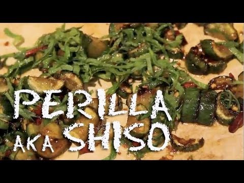 Video: Mikä on Shiso-yrtti: vinkkejä perilla-mintukasvien kasvattamiseen