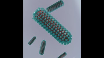 How rabies infection occurs