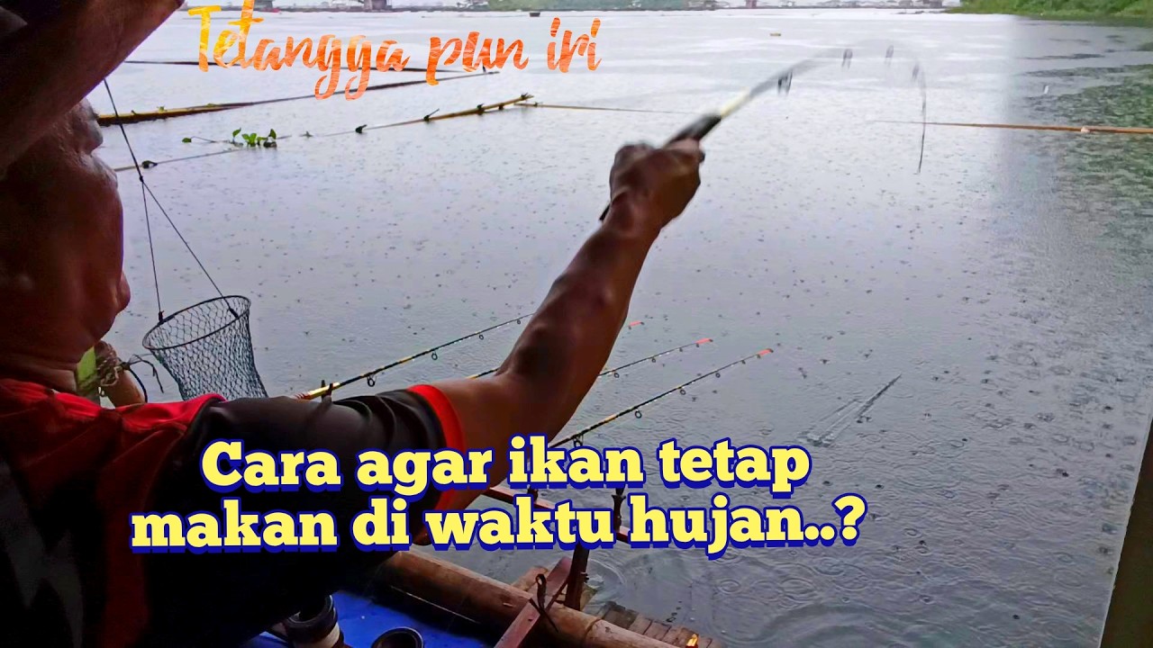 Saat hujan pun ikan makan umpan ini.?Tetangga sebelah pun iri bikin geregetan,#mancingcirataterbaru