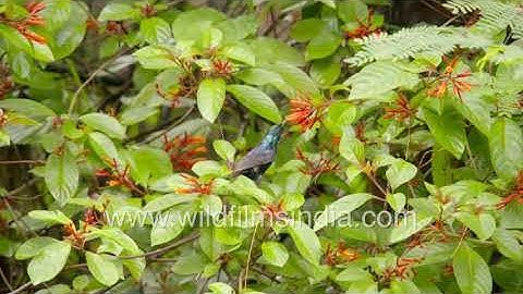 Purple Sunbird drinking nectar from Hamelia patens flower -  As seen in slow motion