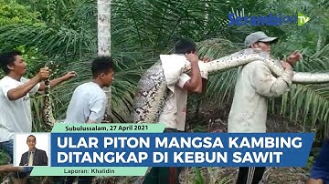 Ular Piton Raksasa Pemangsa Kambing Warga Subulussalam Ditangkap di Kebun Sawit