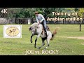 Joe vs rocky training an arabian stallion