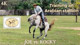 Joe vs Rocky, training an Arabian stallion