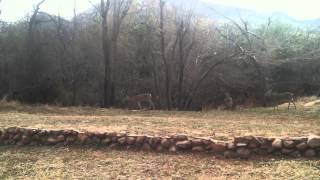 Deer, Quartz Mountain Oklahoma