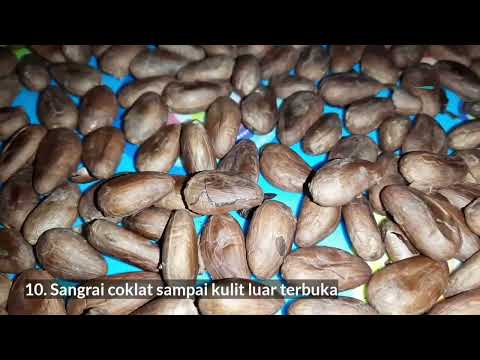 Cara mudah olah buah Cacao jadi coklat bubuk dari nol ! | Tips and Trik