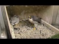 Pitt Peregrines' Banding Day, 2 chicks are retrieved, 11 May 2018