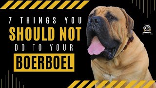 7 Things You Should ❌❌Never❌❌ Do With A Boerboel❗
