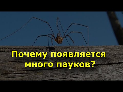 Почему в доме появляется много пауков и угрожают ли они хозяевам