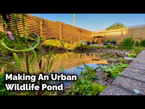 Making An Urban Wildlife Pond - Timelapse 4K