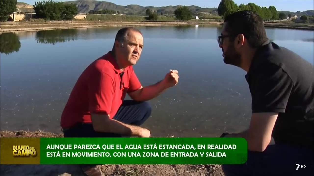 ¿Cómo se siembra el arroz? - YouTube