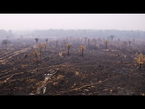 Video: Gli Incendi In Africa Centrale Sono Peggiori Degli Incendi In Amazzonia