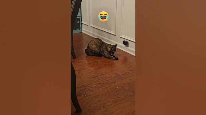 Video 9994911: catlife funnycats cats, catlover catlife funnycats, catlover catlife funny, kitty