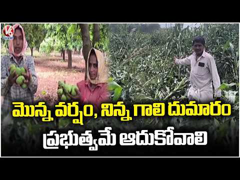Mango & Maize Farmers Urge Govt For Financial Assistance as Rain Damage Crops In Peddapalli Dst | V6 - V6NEWSTELUGU