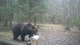Медведь. 5-6 летний самец, весом около 200 кг.(2 часть)