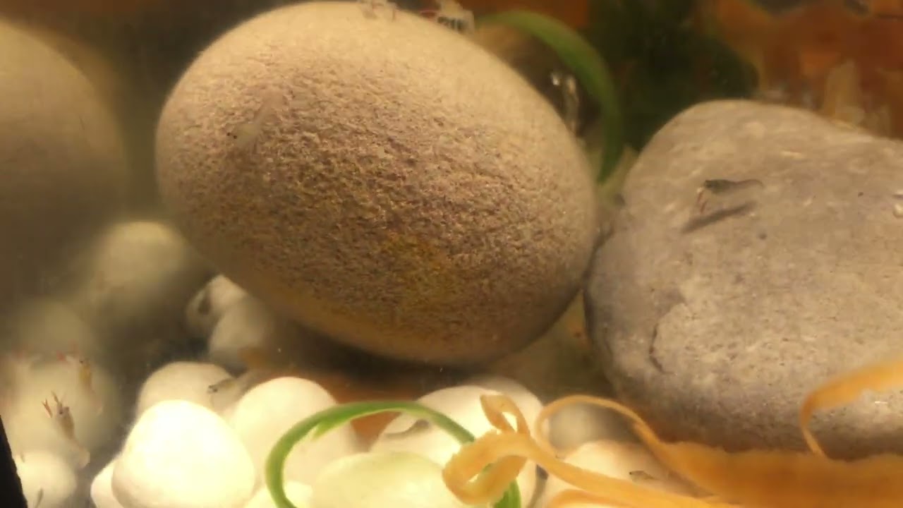 My Yabby mummy and her babies 