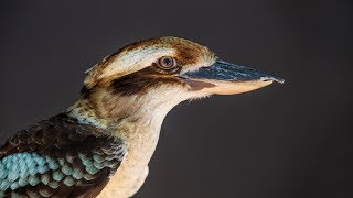 Listen To The Distinct Sounds Of The Laughing Kookaburra