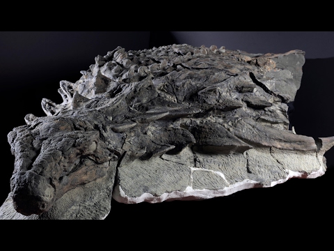 18ft nodosaur unveiled at Alberta museum – video - 18ft nodosaur unveiled at Alberta museum – video