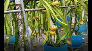 Comparing different variety Dragon Fruit before harvest