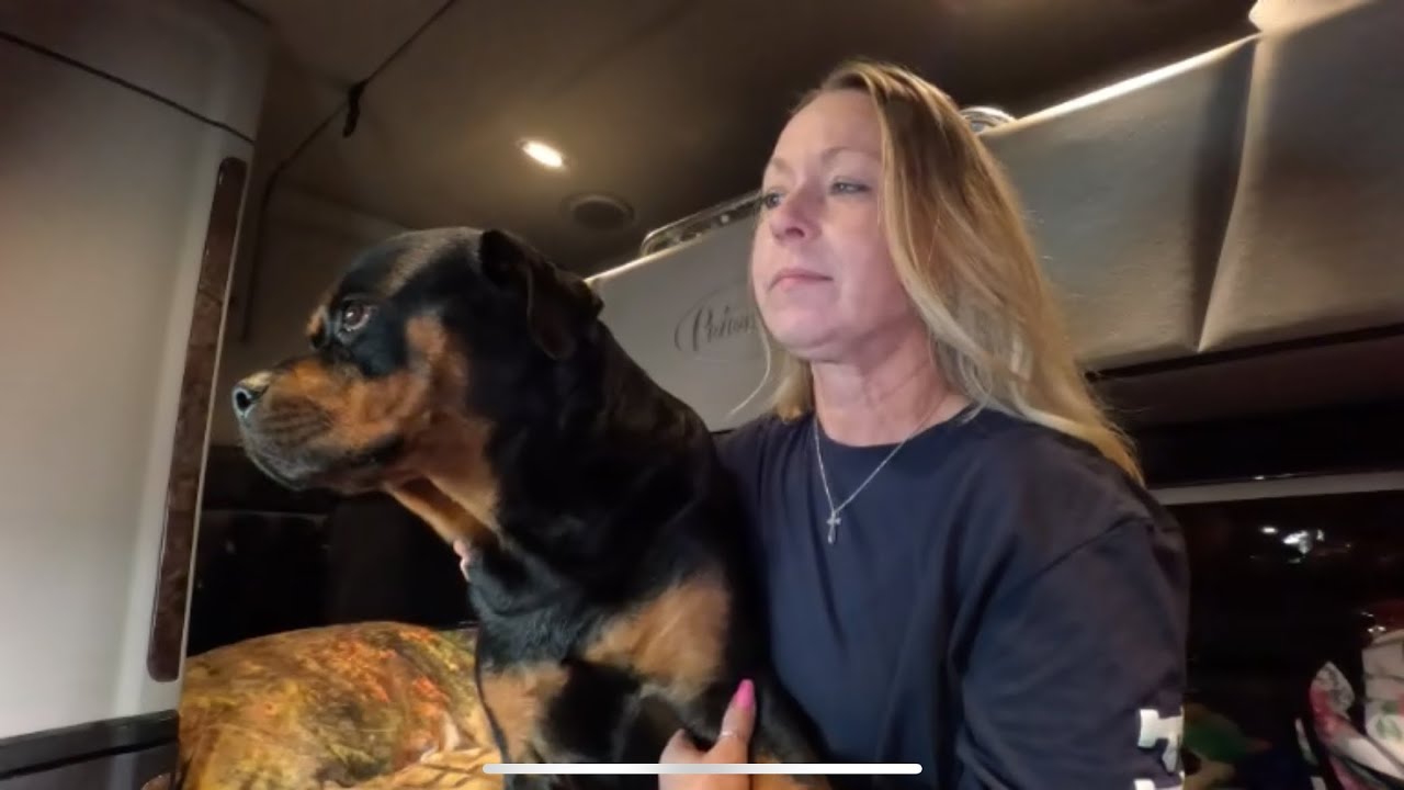 Американские дороги заполонили нелегалы ​​😠