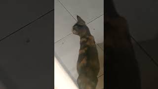 Pretty Mmoy Gemy  cat imut funny meow