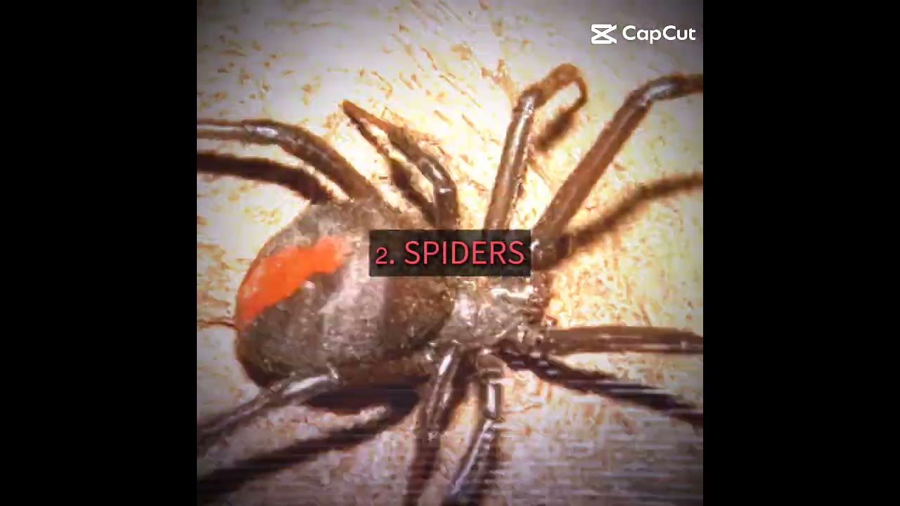 my top 3 biggest fears..