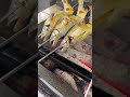 鮎を焼きまくる日曜日#あゆ #耽美下村 #料理人 #日本人の技 #料理
