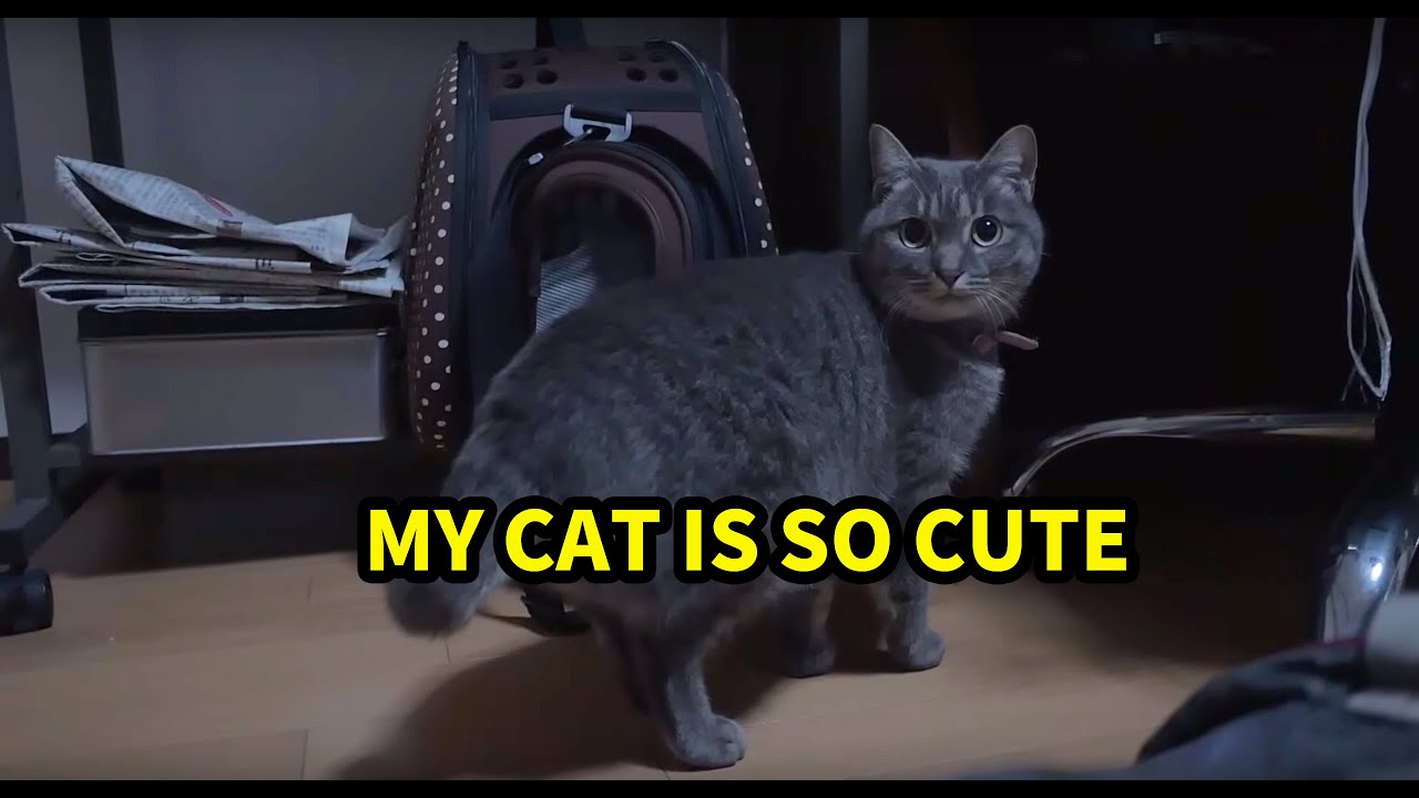 日本人🇯🇵回國最開心的事情就是... 日本に一時帰国。実家の猫のふーちゃんが可愛すぎる。 - YouTube